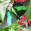 Green Banded Peacock Butterfly