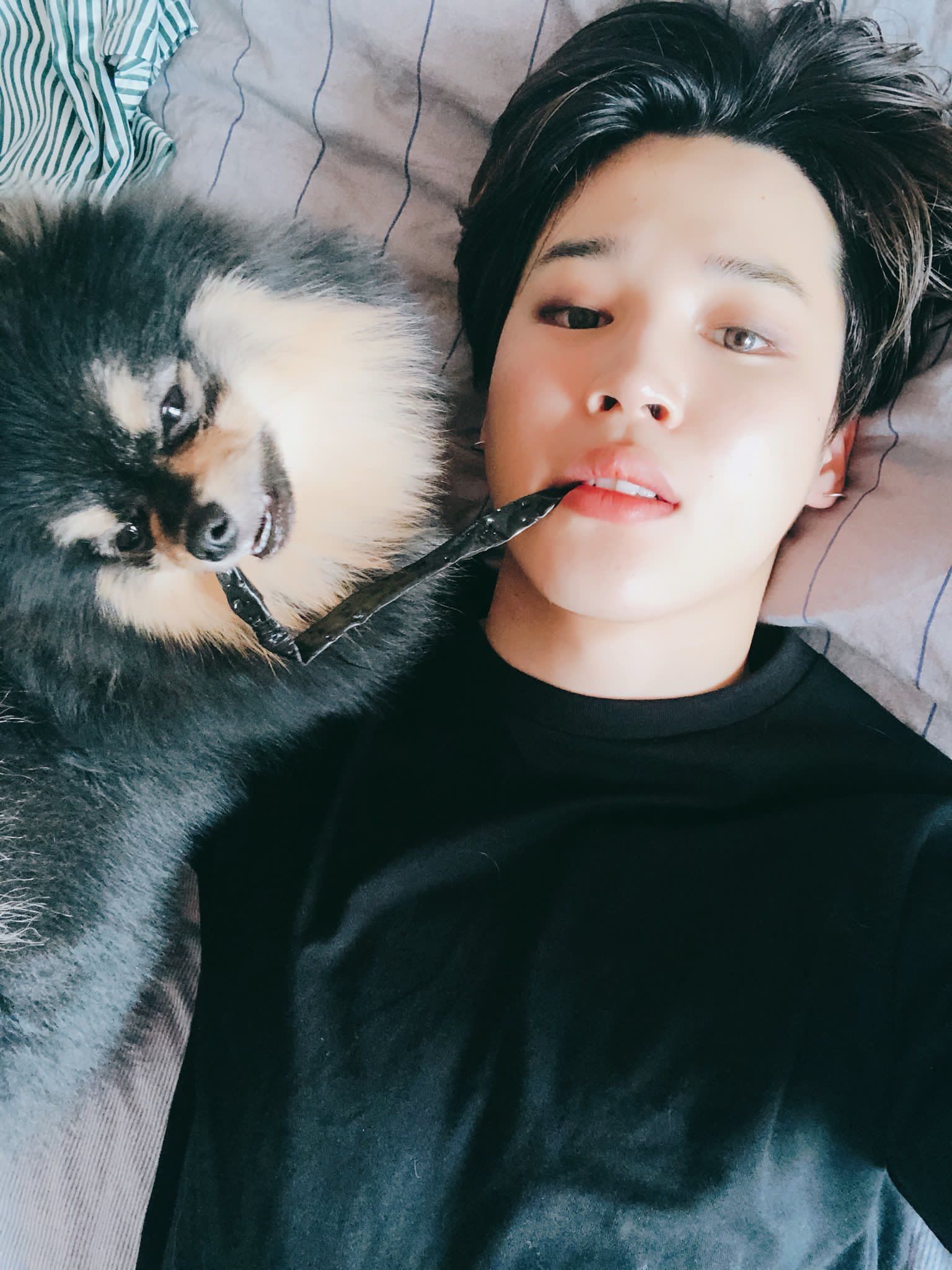 9 Times V's Dog Yeontan Overshadowed BTS - Koreaboo