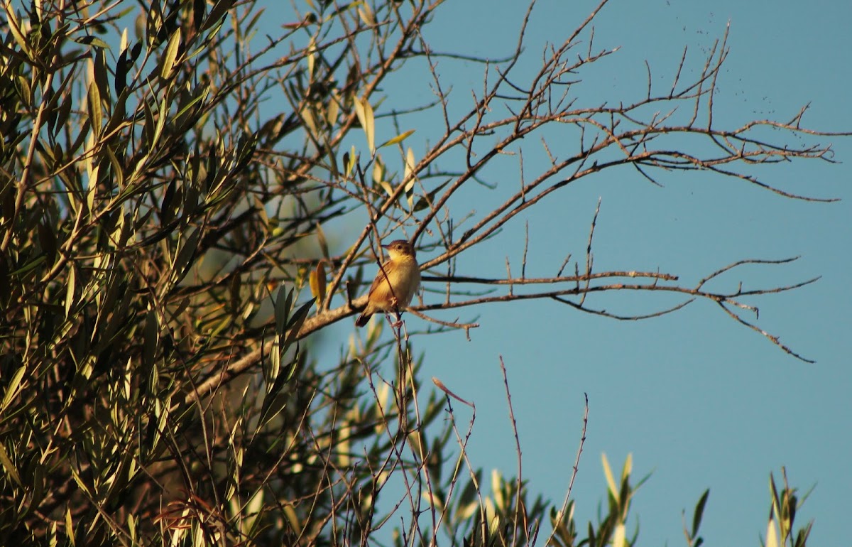 Zitting Cisticola