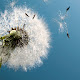 Dandelion pop HD plant new tab page theme