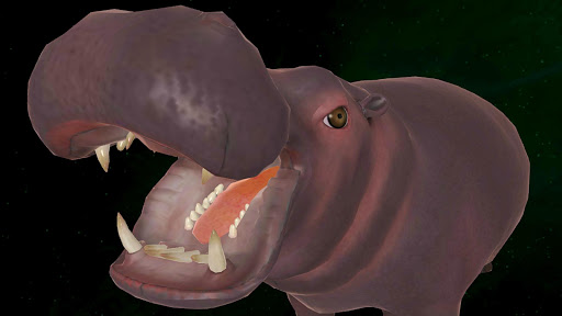 Hippo 3D