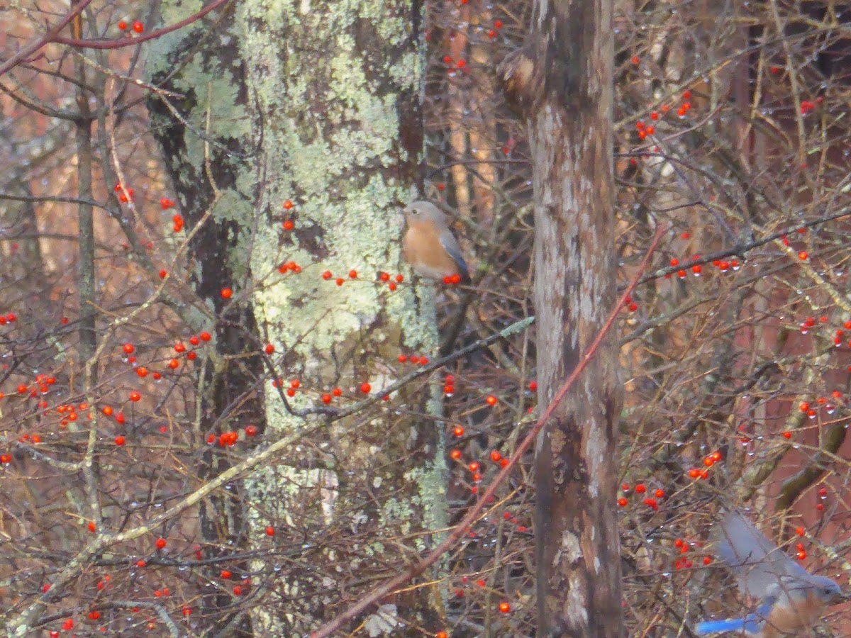 Eastern Bluebird