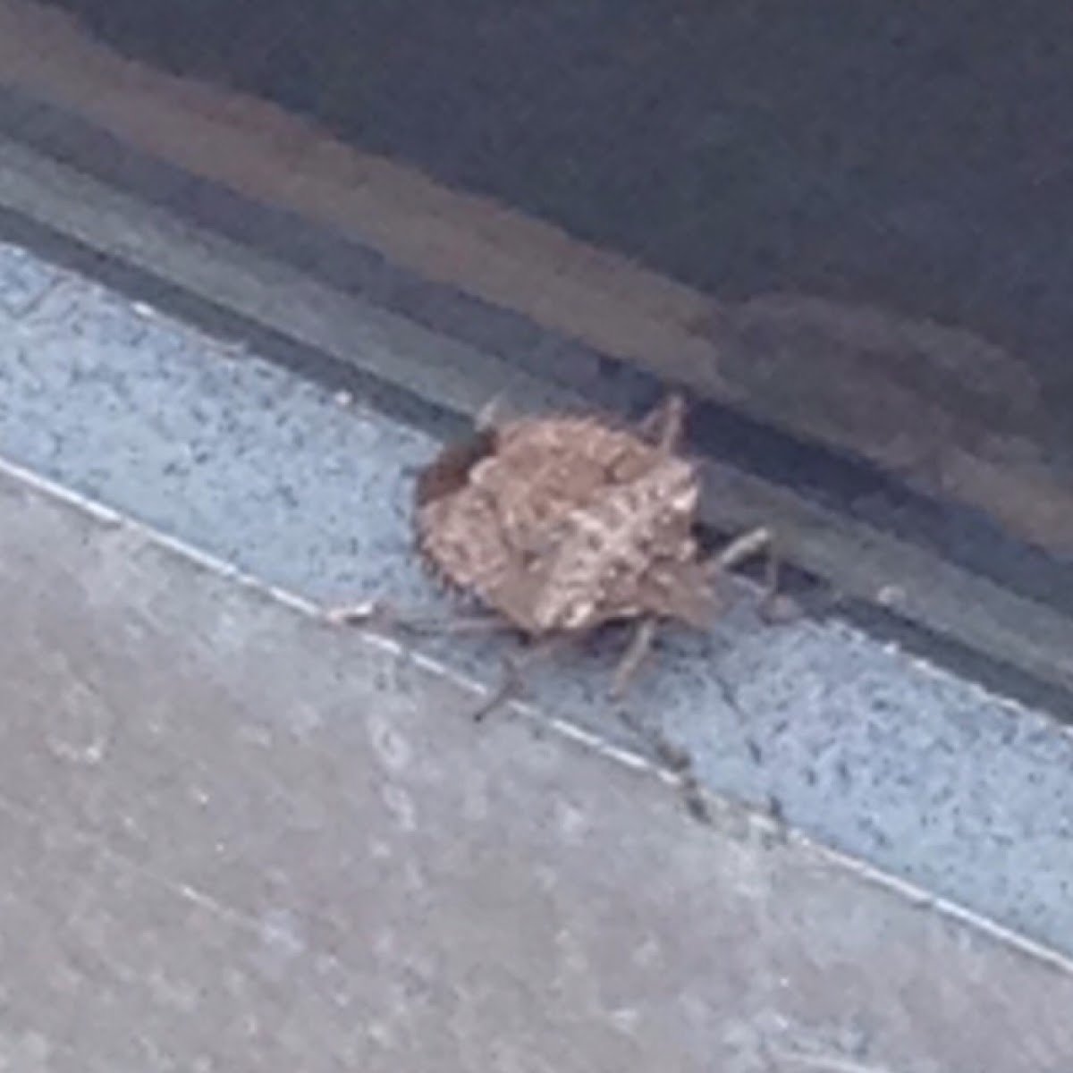 Stink Bug