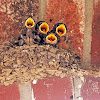 barn swallow