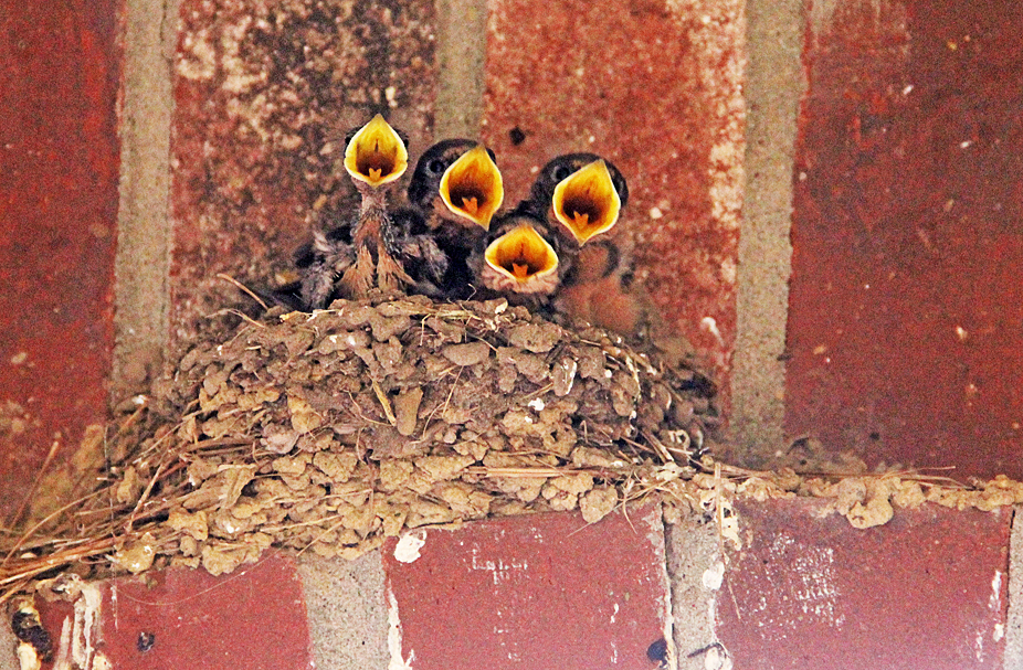 barn swallow