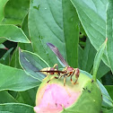 Eastern Yellowjacket