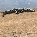 American alligator