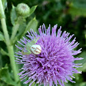 Goldenrod crab spider