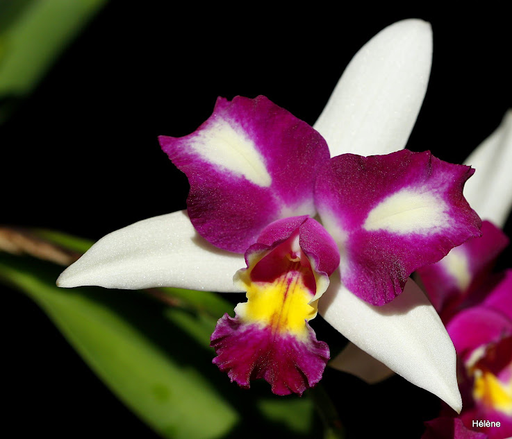 Rhyncholaeliocattleya Haw Yuan Beauty 'Pearl' YozavP50qvQe9AODyid_kHIJgYjo-C5cbNMFXQpwtkprP74u8PQmlKfny1FutgQadZ1gfDPrEMT1Dz5AFQSJ8kuWgMQgg8sZvB2YiefV-u3Z6jW_N8VtoZVx5SnSyUaRJ3dMSjWqSnSFgdBJZGeo6M8kPIsYalHDhMmUGpH88_VsLdZXjf9tO1o66eCCsJ7ZKkvy0JWycEqkwXH9jurQM6OeGDQrvncSEzL6VXyPuCNt3RaVmyMx31l19dpIHaFY9EO-YLJw7zBT3YatcY24xv5IYzFxmkvyLj2wN2d-RHAXps2l9V90rkUFKVCUrA7oKNlgOC2akr31UKgQcgrvM2wXrerZbXhSihsOwQ9saDzUH8O04ryXWqOnMKNDQthDq1z_0by0WKx5A1HiIS8KaKqPPYG7Kb1n6c1s9q_A_QulO7tN1HTzOA_GG-5TQhgFds2GI-k-gzZPHItOsm82SmwUtLSJgwOPVTM37yFtXsv-bBbM0CUpkVpPRj2-4hgg3cOchgP65UAE2rqaN0RTOJVpdim1wfK0LMheCmG4nS-w=w737-h633-no