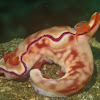 Nudibranch