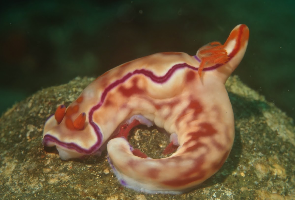 Nudibranch