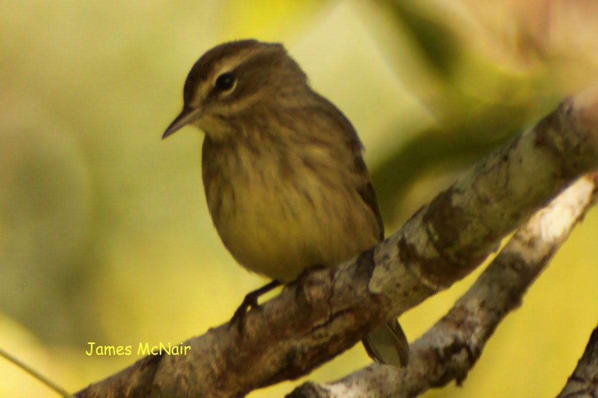 Palm Warbler