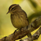 Palm Warbler