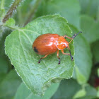 Galerucine Leaf Beetle