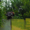 White-nosed coati