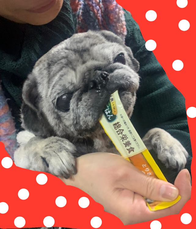 86の寅年🐯の娘とつむじ🐶💝・2022年も笑顔の1年にしますぞよっ😊💘・冬眠中の私のお話＆備忘録😊🌼・ハチビー愛好会・チーム長野に関するカスタム事例の投稿画像16枚目