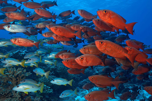 Tahiti-scuba-fishes.jpg - Join a dive excursion arranged by TUI Travel in Tahiti to see some of the most beautiful reefs in the world.