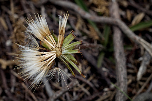 Scorzonera humilis