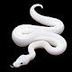 White Snake Wallpapers HD Theme