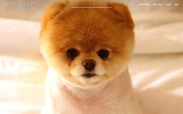 Puppy Wallpaper Full HD New Tab Puppies