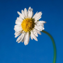 CHRYSANTHEMUM 2 Theme