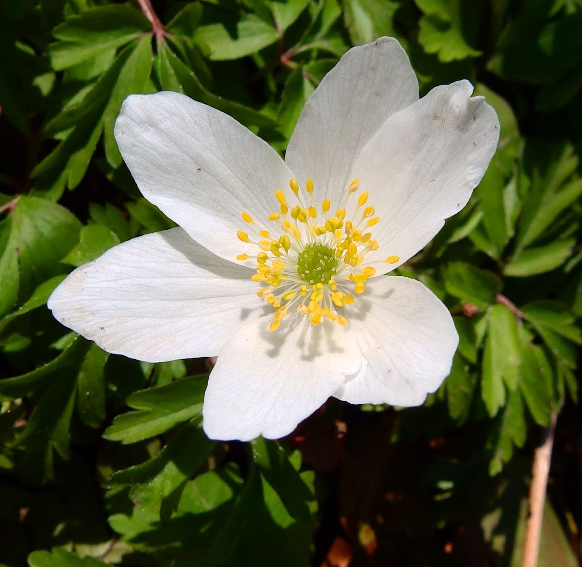 Wood Anemone