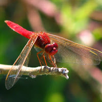 Libellula Rossa della Camargue di 