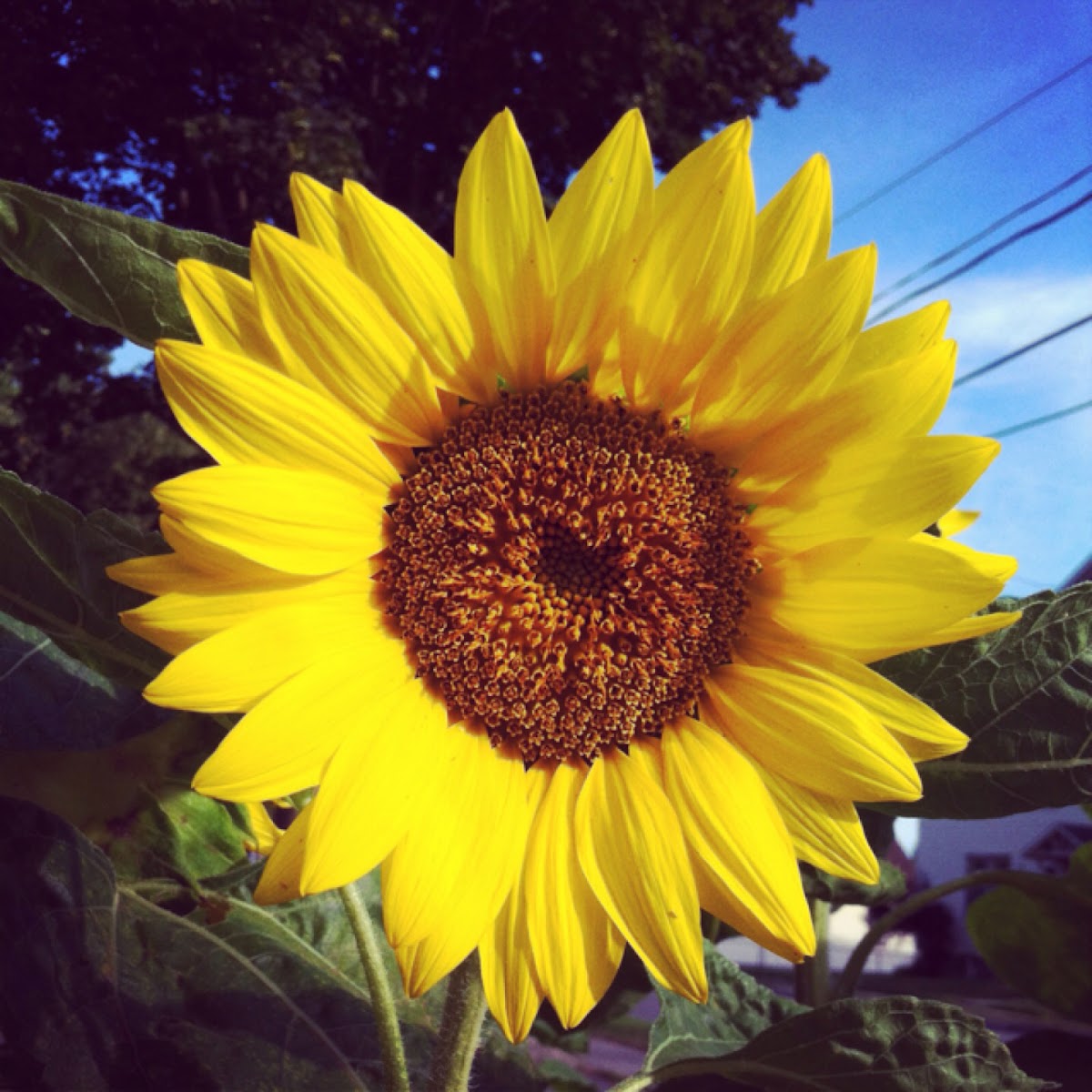 Sunflower