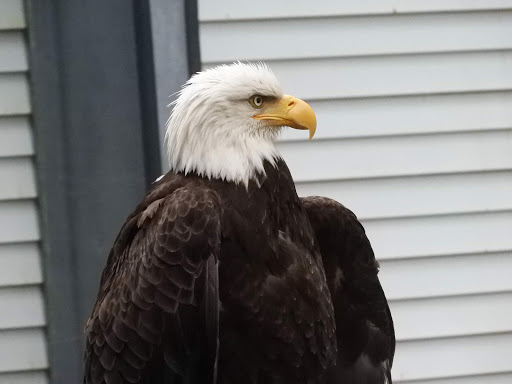 eagle-at-raptor-center.jpg -  An eagle recovering at the Alaska Raptor Center in Sitka, Alaska. 