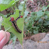 Asota Moth Caterpillar