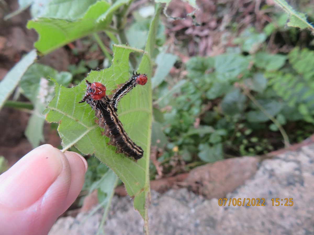 Asota Moth Caterpillar