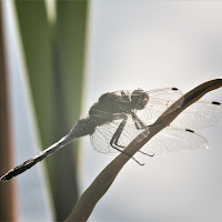 Libellula  di 