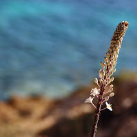 Fiore di Lampedusa di 