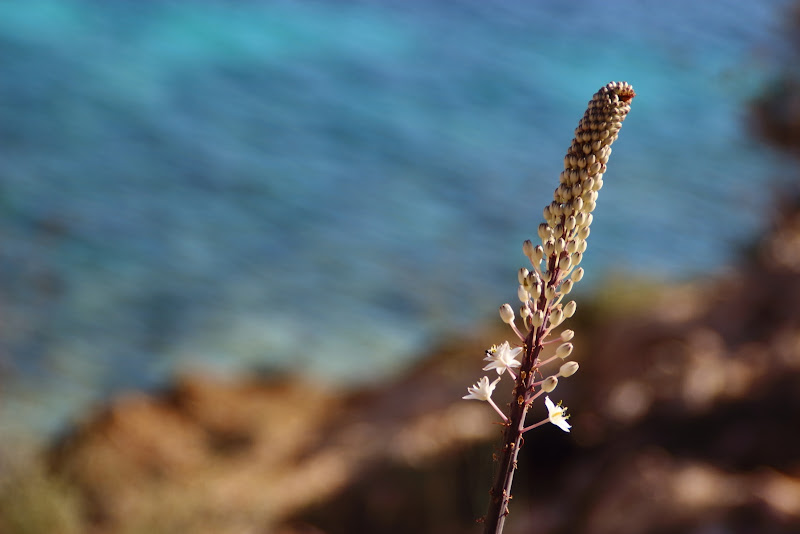 Fiore di Lampedusa di Mado88