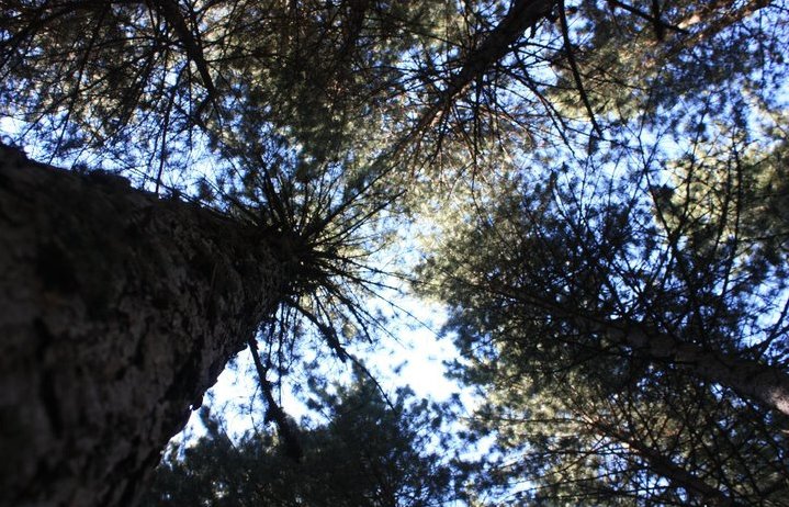 L'infinito della Natura di Twenky