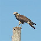 Grey-headed Kite