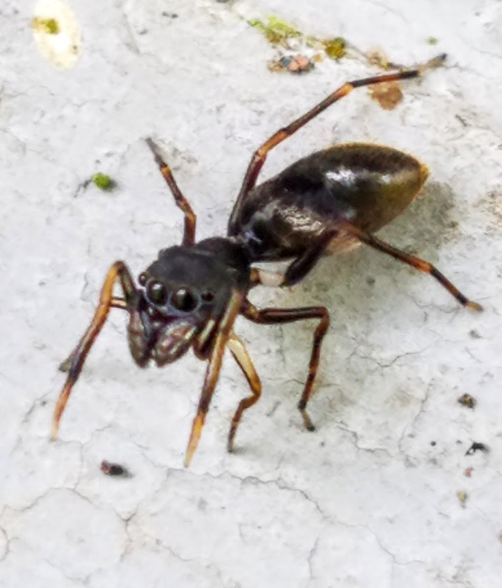 Ant mimicking jumping spider