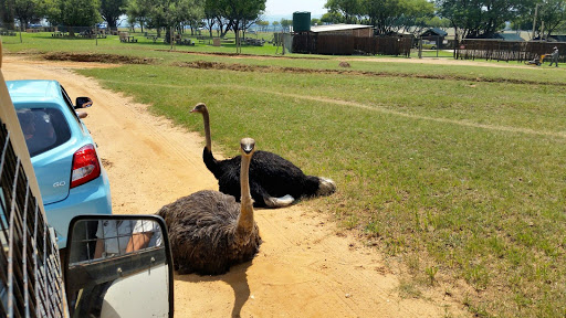 Lion Park South Africa 2015