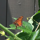 Gulf Fritillary Butterfly