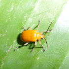 Yellow orchid Beetle