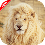Cover Image of Download New Lion Wallpaper 1.01 APK
