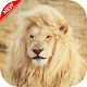 New Lion Wallpaper Install on Windows