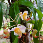 Fragrant Aerides