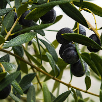 Olive di collina di 