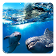 Dolphin 3D Live Wallpaper icon