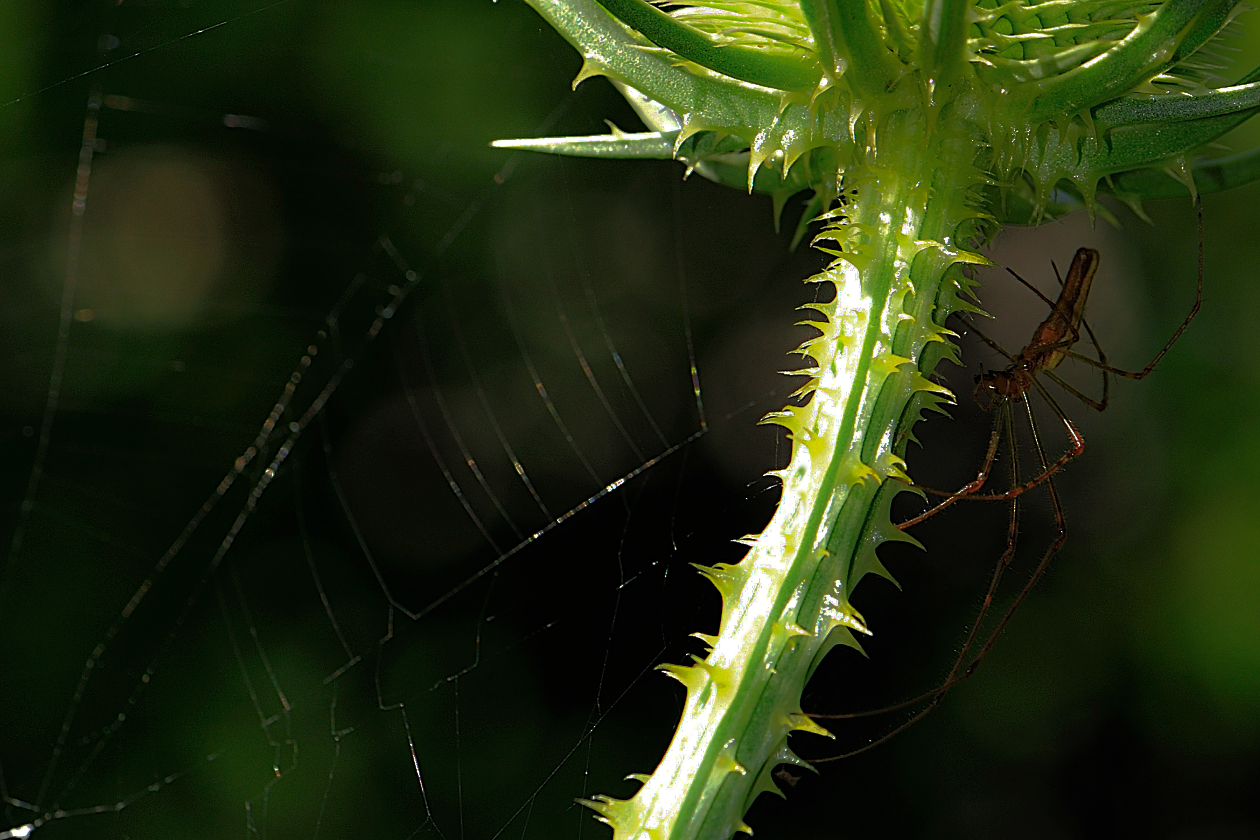 L'equilibrista sul green... di R. Depratti