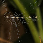 Trashline Orbweaver