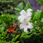 Broad-bordered hummingbird hawkmoth.