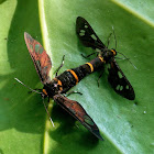 Wasp Moths