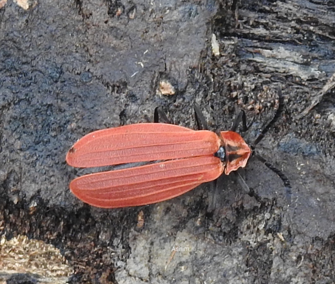 Net-winged beetle.